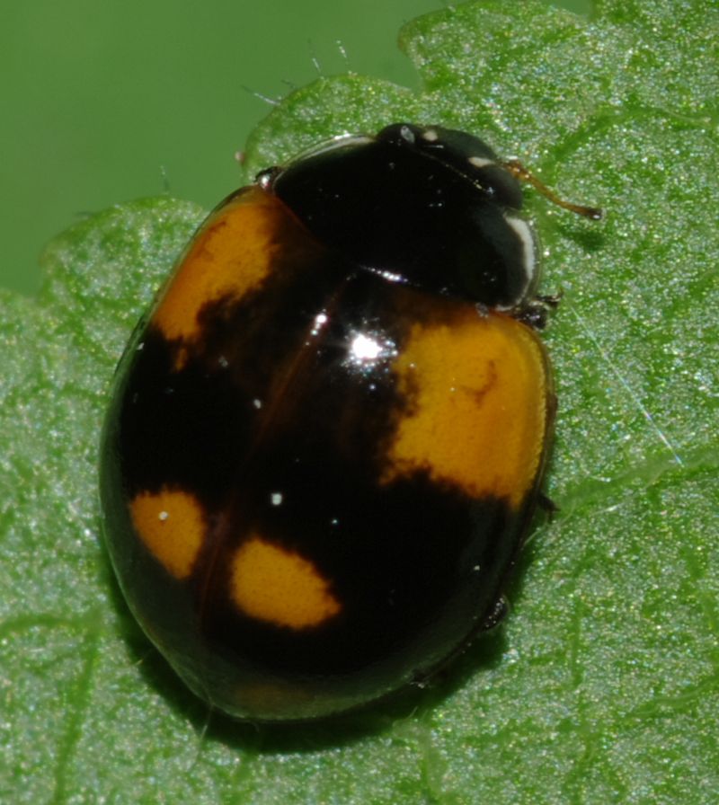 Coccinella 3 - Adalia bipunctata